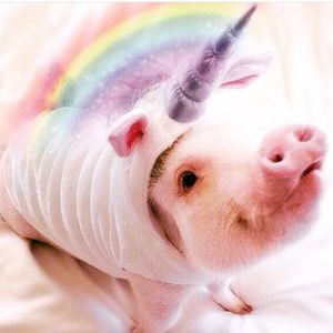 Meet your Posher, Summer